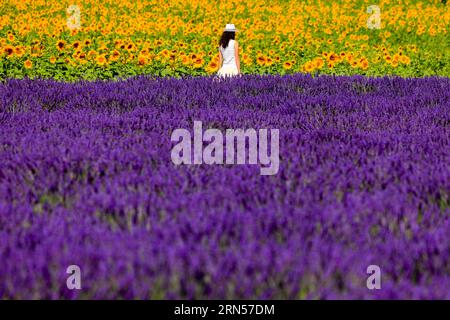 Woman in the lavender and sunflower field on the Palteau de Valensole, Alpes-de-Haute-Provence, Provence, France Stock Photo