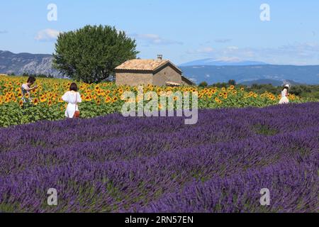 People in the lavender and sunflower field on the Palteau de Valensole, Alpes-de-Haute-Provence, Provence, France Stock Photo