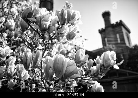 WASHINGTON DC, United States — A black and white photograph of saucer Magnolias bloom in the Enid A Haupt Garden, providing a vibrant display against the backdrop of the Smithsonian Castle. The garden, adjacent to the National Mall, offers a serene spot for residents and tourists alike, showcasing a wide variety of plant species significant to the region. Part of the Smithsonian Castle can be seen in the background. Stock Photo