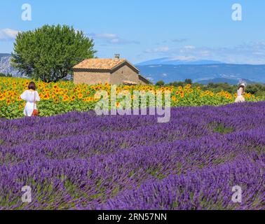 Women in the lavender and sunflower field on the Palteau de Valensole, Alpes-de-Haute-Provence, Provence, France Stock Photo