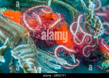 Dark red spined brittlestar [Ophiothrix purpurea].  Tulamben, Bali, Indonesia. Stock Photo