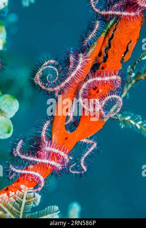 Dark red spined brittlestar [Ophiothrix purpurea].  Tulamben, Bali, Indonesia. Stock Photo