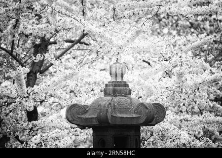Japanese lantern and cherry blossoms, Tidal Basin, Washington D.C. Black and white photograph shows the stone lantern surrounded by blooming cherry trees. Stock Photo