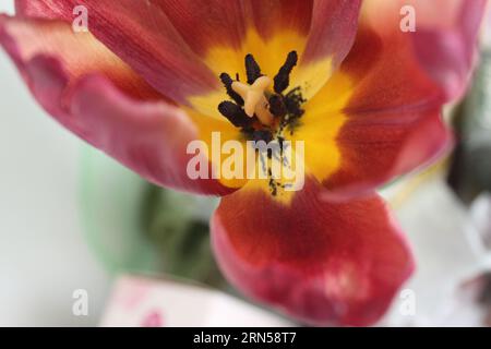 Pistils and stamens in a tulip flower close-up. reproduction of flowers pollen plants how flowers reproduce pollination. Stock Photo