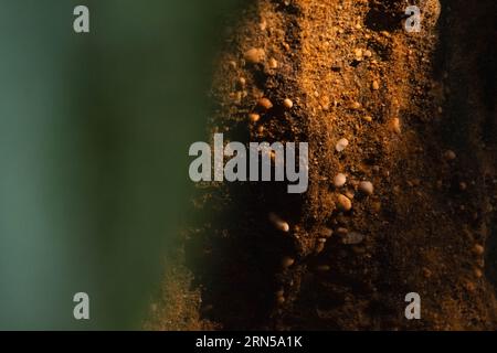 Natural background pattern copy space image, textures web resources Stock Photo