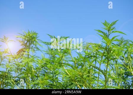 American common ragweed against blue sky. Dangerous plant. Ambrosia shrubs that causes allergic reactions, allergic rhinitis. Copy space. Selective fo Stock Photo