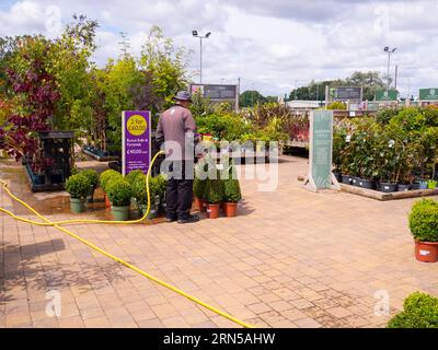 man, work; worker; gardener; water; watering; Bramley; apple; tree; trees; young; saplings; Buxus, bushes, garden; centre; center; nursery; horticultu Stock Photo