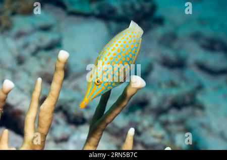 Longnose filefish (Oxymonacanthus longirostris).  Andaman Sea, Thailand. Stock Photo