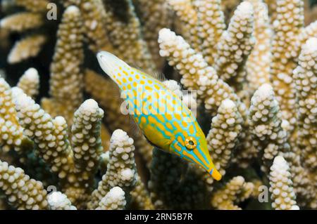 Longnose filefish (Oxymonacanthus longirostris).  Andaman Sea, Thailand. Stock Photo
