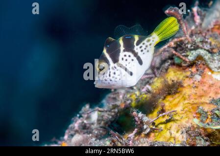 Juvenile Mimic leatherjacket or Blacksaddle mimic [Paraluteres prionurus].  Bali, Indonesia. Stock Photo