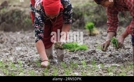 (150623) -- KATHMANDU, June, 2015 -- Nepalese women plant rice seedlings as the monsoon season begins at Naikap, Kathmandu, Nepal, June 22, 2015. ) NEPAL-KATHMANDU-RICE PLANTATION SunilxSharma PUBLICATIONxNOTxINxCHN   150623 Kathmandu June 2015 Nepalese Women plant Rice Seedlings As The Monsoon Season BEGINS AT  Kathmandu Nepal June 22 2015 Nepal Kathmandu Rice Plantation SunilxSharma PUBLICATIONxNOTxINxCHN Stock Photo