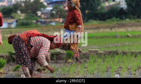 (150623) -- KATHMANDU, June, 2015 -- Nepalese women plant rice seedlings as the monsoon season begins at Naikap, Kathmandu, Nepal, June 22, 2015. ) NEPAL-KATHMANDU-RICE PLANTATION SunilxSharma PUBLICATIONxNOTxINxCHN   150623 Kathmandu June 2015 Nepalese Women plant Rice Seedlings As The Monsoon Season BEGINS AT  Kathmandu Nepal June 22 2015 Nepal Kathmandu Rice Plantation SunilxSharma PUBLICATIONxNOTxINxCHN Stock Photo