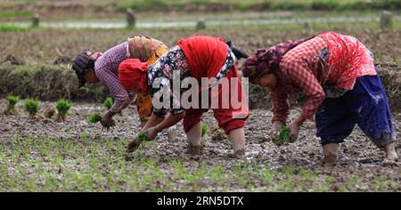 (150623) -- KATHMANDU, June, 2015 -- Nepalese women plant rice seedlings as the monsoon season begins at Naikap, Kathmandu, Nepal, June 22, 2015. ) NEPAL-KATHMANDU-RICE PLANTATION SunilxSharma PUBLICATIONxNOTxINxCHN   150623 Kathmandu June 2015 Nepalese Women plant Rice Seedlings As The Monsoon Season BEGINS AT  Kathmandu Nepal June 22 2015 Nepal Kathmandu Rice Plantation SunilxSharma PUBLICATIONxNOTxINxCHN Stock Photo