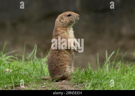 Black-tailed prairie dog (Cynomys ludovicianus), single animal, standing at attention, making male, captive, Germany Stock Photo