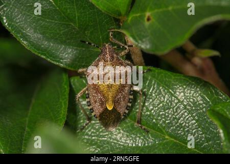 Hairy shieldbug (Dolycoris baccarum) on leaf of dwarf moth (Cotoneaster), Baden-Wuerttemberg, Germany Stock Photo