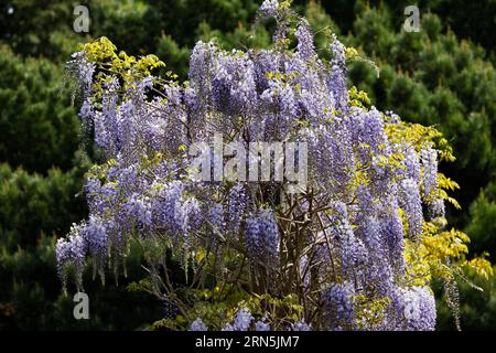 Japanese blue vine (Wisteria floribunda variety Blue Dream), also wisteria, climbing plant, Hamburg, Germany Stock Photo