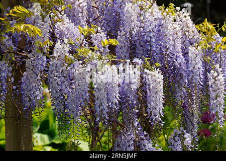 Japanese blue vine (Wisteria floribunda variety Blue Dream), also wisteria, climbing plant, Hamburg, Germany Stock Photo