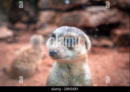 Meerkats (Suricata suricatta) in its enclosure at Eisenberg Zoo, Eisenberg, Thuringia, Germany Stock Photo