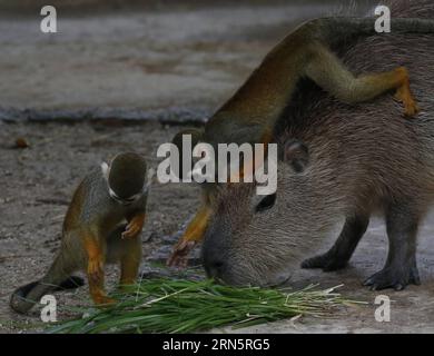 Squirrel at the zoo in a cage on a summer day Stock Photo - Alamy