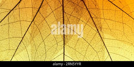 Top view colored transparent leaf texture Stock Photo