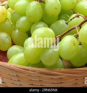 The grape in vase isolated on white background Stock Photo