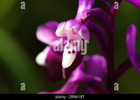 Long-spurred orchid (Anacamptis morio), macro, flower, Zingaro, National Park, Nature Reserve, Northwest, Sicily, Italy Stock Photo