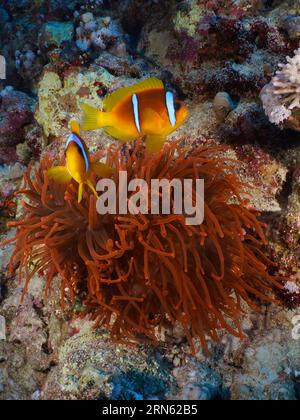 Pair of red sea clownfish (Amphiprion bicinctus) at its fluorescent bubble-tip anemone (Entacmaea quadricolor), dive site House Reef, Mangrove Bay Stock Photo