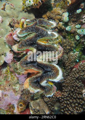 Fluted giant clam (Tridacna squamosa), killer clam, Sodwana Bay National Park dive site, Maputaland Marine Reserve, KwaZulu Natal, South Africa Stock Photo