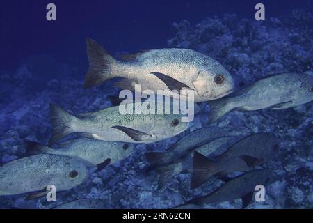 Shoal, group of black and white snapper (Macolor niger), St Johns Reef dive site, Saint Johns, Red Sea, Egypt Stock Photo