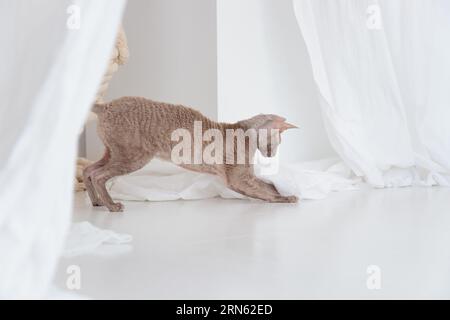 Cute cornish rex cat playing with clean curtain on the white floor Stock Photo