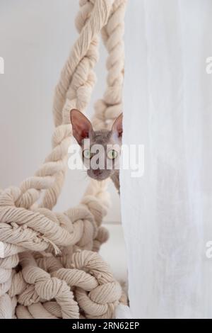 Cute cornish rex cat peeking out from behind curtain Stock Photo