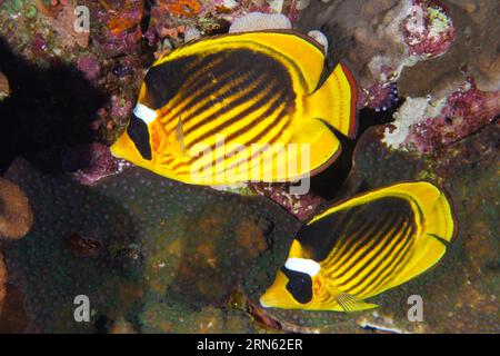 Pair of diagonal butterflyfish (Chaetodon fasciatus), St Johns reef dive site, Saint Johns, Red Sea, Egypt Stock Photo