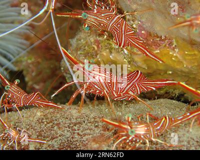 Several specimens of camel shrimp (Rhynchocinetes durbanensis), Sodwana Bay National Park dive site, Maputaland Marine Reserve, KwaZulu Natal, South Stock Photo
