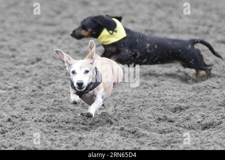 VANCOUVER, Dogs compete on the racing track during the Wiener dog races at Hastings Racecourse in Vancouver , Canada, July 11, 2015. Seventy-two Wiener dogs participated in the 7th annual Wiener dog races here on Saturday.) (lrz) CANADA-VANCOUVER-DOG RACING Liangxsen PUBLICATIONxNOTxINxCHN   Vancouver Dogs compete ON The Racing Track during The Wiener Dog Races AT Hastings Racecourse in Vancouver Canada July 11 2015 Seventy Two Wiener Dogs participated in The 7th Annual Wiener Dog Races Here ON Saturday lrz Canada Vancouver Dog Racing LiangxSen PUBLICATIONxNOTxINxCHN Stock Photo