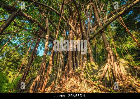 big ficus tree in jungle forest with air roots Stock Photo