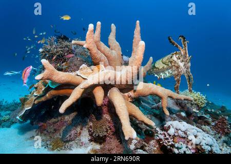 Broad-armed Sepia or broadclub cuttlefish (Sepia latimanus), right, hiding behind Acropora stony coral (Acropora robusta), left Short-striped Barbary Stock Photo