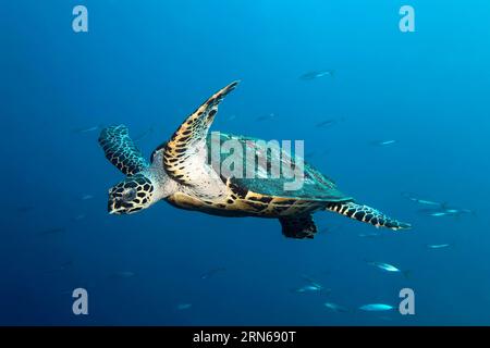 Hawksbill sea turtle (Eretmochelys imbricata) swimming in the open sea through school of fish, Great Barrier Reef, UNESCO World Heritage Site, Coral