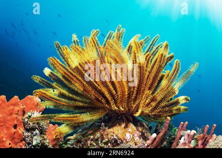 Bennnetti's feather star, yellow (Oxycomanthus bennetti) on coral reef in backlight, sunrays, Great Barrier Reef, UNESCO World Heritage Site, Coral Stock Photo