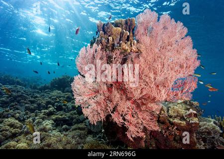 Red sea fan (Melithaea) gorgonian with open polyps in backlight on coral reef, Great Barrier Reef, UNESCO World Heritage Site, Coral Sea, Coral Sea Stock Photo