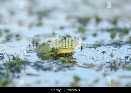 Marsh frog (Pelophylax ridibundus) (formerly Rana ridibunda) viewed in the Danube delta complex of lagoons water among vegetation it is the largest fr Stock Photo