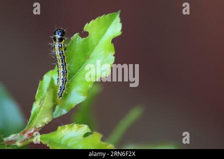 Box tree caterpillar (Cydalima perspectalis) Stock Photo
