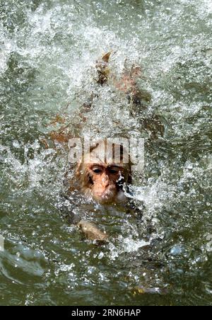 A monkey plays in water at the Wangcheng Park Zoo in Luoyang, central China s Henan Province, July 28, 2015. ) (dhf) CHINA-HENAN-LUOYANG-MONKEY (CN) GaoxShanyue PUBLICATIONxNOTxINxCHN   a Monkey PLAYS in Water AT The Wang Cheng Park Zoo in Luoyang Central China S Henan Province July 28 2015 DHF China Henan Luoyang Monkey CN GaoxShanyue PUBLICATIONxNOTxINxCHN Stock Photo