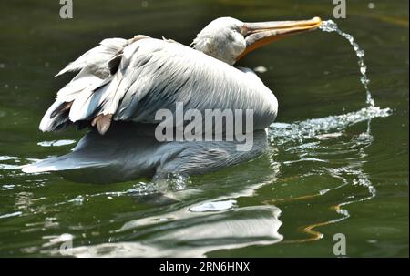 A spot-billed pelican swims in a pool in the Wangcheng Park Zoo in Luoyang City, central China s Henan Province, July 28, 2015. ) (zwx) CHINA-HENAN-LUOYANG-ANIMALS-HEAT(CN) GaoxShanyue PUBLICATIONxNOTxINxCHN   a Spot Billed Pelican swim in a Pool in The Wang Cheng Park Zoo in Luoyang City Central China S Henan Province July 28 2015 zwx China Henan Luoyang Animals Heat CN GaoxShanyue PUBLICATIONxNOTxINxCHN Stock Photo