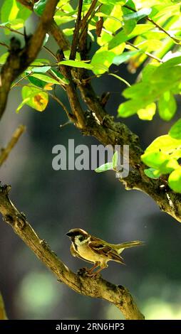 A sparrow rests on a tree in the Wangcheng Park Zoo in Luoyang City, central China s Henan Province, July 28, 2015. ) (zwx) CHINA-HENAN-LUOYANG-ANIMALS-HEAT(CN) GaoxShanyue PUBLICATIONxNOTxINxCHN   a Sparrow rests ON a Tree in The Wang Cheng Park Zoo in Luoyang City Central China S Henan Province July 28 2015 zwx China Henan Luoyang Animals Heat CN GaoxShanyue PUBLICATIONxNOTxINxCHN Stock Photo
