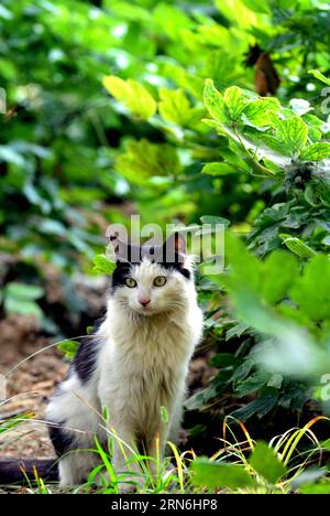A cat enjoys coolness under a tree in the Wangcheng Park Zoo in Luoyang City, central China s Henan Province, July 28, 2015. ) (zwx) CHINA-HENAN-LUOYANG-ANIMALS-HEAT(CN) GaoxShanyue PUBLICATIONxNOTxINxCHN   a Cat enjoys Coolness Under a Tree in The Wang Cheng Park Zoo in Luoyang City Central China S Henan Province July 28 2015 zwx China Henan Luoyang Animals Heat CN GaoxShanyue PUBLICATIONxNOTxINxCHN Stock Photo