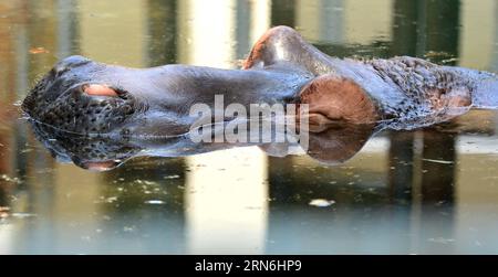A hippo submerges itself into the water in the Wangcheng Park Zoo in Luoyang City, central China s Henan Province, July 28, 2015. ) (zwx) CHINA-HENAN-LUOYANG-ANIMALS-HEAT(CN) GaoxShanyue PUBLICATIONxNOTxINxCHN   a Hippo submerges itself into The Water in The Wang Cheng Park Zoo in Luoyang City Central China S Henan Province July 28 2015 zwx China Henan Luoyang Animals Heat CN GaoxShanyue PUBLICATIONxNOTxINxCHN Stock Photo
