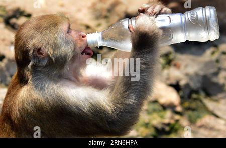 A monkey drinks a bottle of water in the Wangcheng Park Zoo in Luoyang City, central China s Henan Province, July 28, 2015. ) (zwx) CHINA-HENAN-LUOYANG-ANIMALS-HEAT(CN) GaoxShanyue PUBLICATIONxNOTxINxCHN   a Monkey Drinks a Bottle of Water in The Wang Cheng Park Zoo in Luoyang City Central China S Henan Province July 28 2015 zwx China Henan Luoyang Animals Heat CN GaoxShanyue PUBLICATIONxNOTxINxCHN Stock Photo