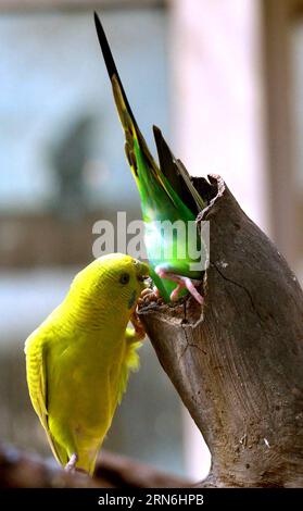Parrots hide into tree hole to evade the heat in the Wangcheng Park Zoo in Luoyang City, central China s Henan Province, July 28, 2015. ) (zwx) CHINA-HENAN-LUOYANG-ANIMALS-HEAT(CN) GaoxShanyue PUBLICATIONxNOTxINxCHN   parrots HIDE into Tree Hole to evade The Heat in The Wang Cheng Park Zoo in Luoyang City Central China S Henan Province July 28 2015 zwx China Henan Luoyang Animals Heat CN GaoxShanyue PUBLICATIONxNOTxINxCHN Stock Photo