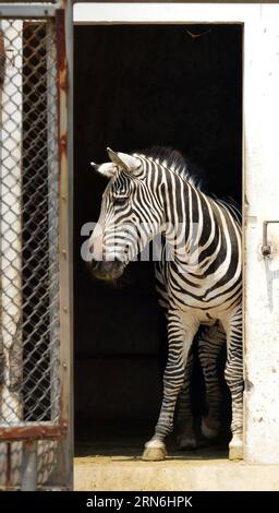A zebra stands inside a hut to evade the heat in the Wangcheng Park Zoo in Luoyang City, central China s Henan Province, July 28, 2015. ) (zwx) CHINA-HENAN-LUOYANG-ANIMALS-HEAT(CN) GaoxShanyue PUBLICATIONxNOTxINxCHN   a Zebra stands Inside a Hat to evade The Heat in The Wang Cheng Park Zoo in Luoyang City Central China S Henan Province July 28 2015 zwx China Henan Luoyang Animals Heat CN GaoxShanyue PUBLICATIONxNOTxINxCHN Stock Photo