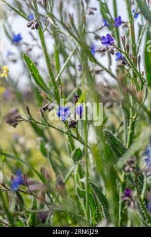 Striped Alkanet Anchusa strigosa Anchusa strigosa Stock Photo